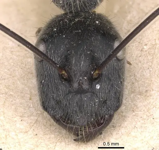 Camponotus hoplites - CASENT0905388