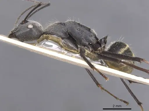 Camponotus hoplites - CASENT0905388