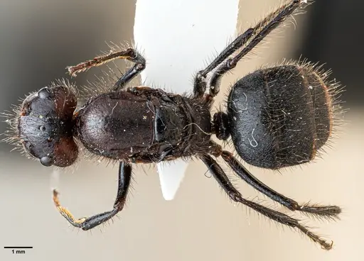 Camponotus horrens specimen