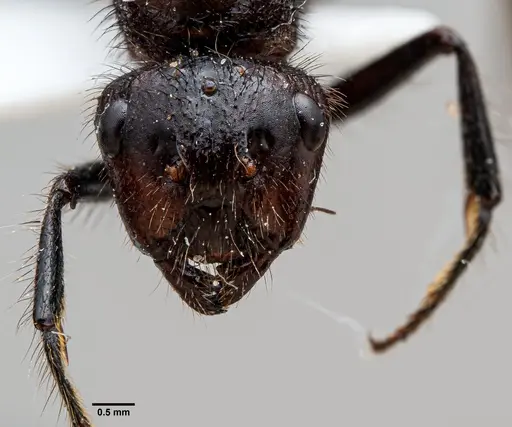 Camponotus horrens specimen