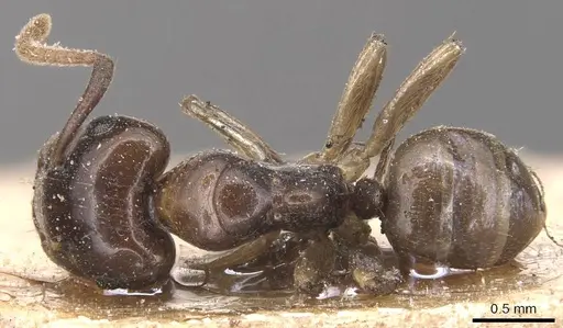 Camponotus hospes specimen