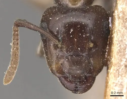 Camponotus hospes specimen