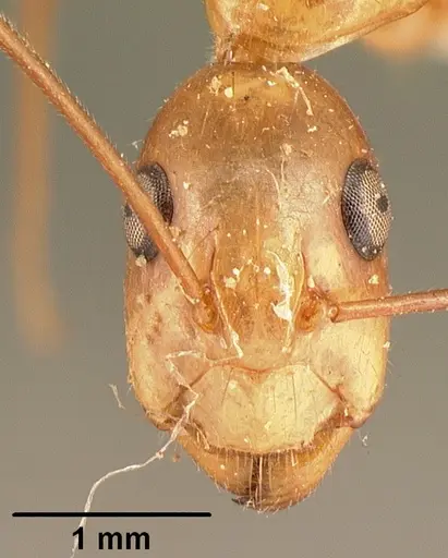Camponotus hovahovoides specimen