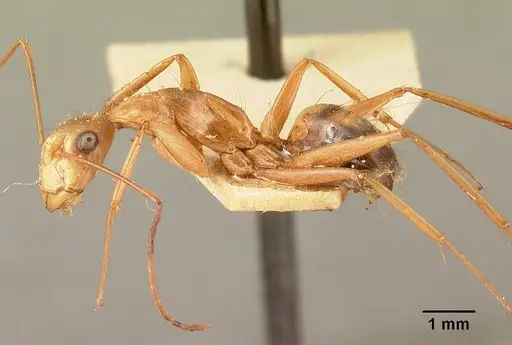 Camponotus hovahovoides - CASENT0101335