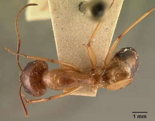 Camponotus hovahovoides - CASENT0101336