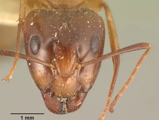 Camponotus hovahovoides - CASENT0101336