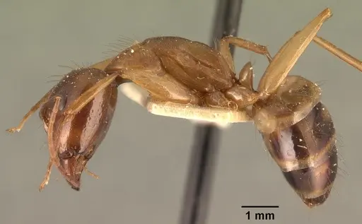 Camponotus hovahovoides - CASENT0101336