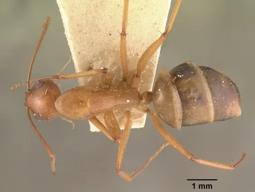 Camponotus hovahovoides - CASENT0101337