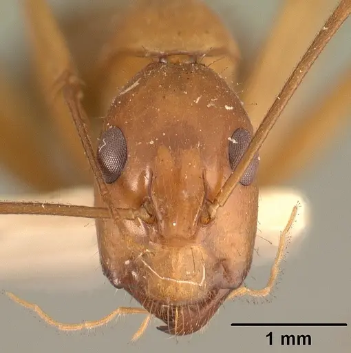 Camponotus hovahovoides - CASENT0101337
