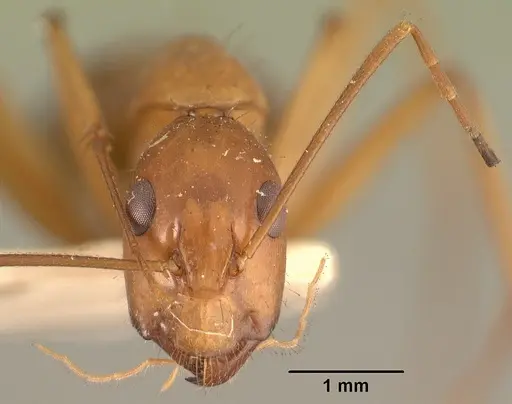 Camponotus hovahovoides - CASENT0101337