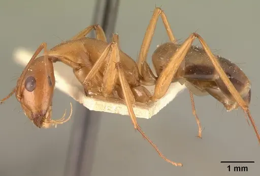 Camponotus hovahovoides - CASENT0101337