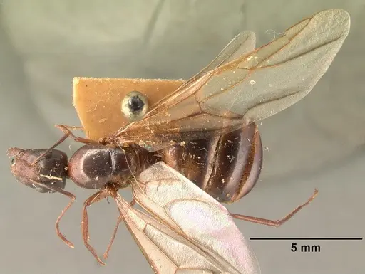 Camponotus hovahovoides - CASENT0101629