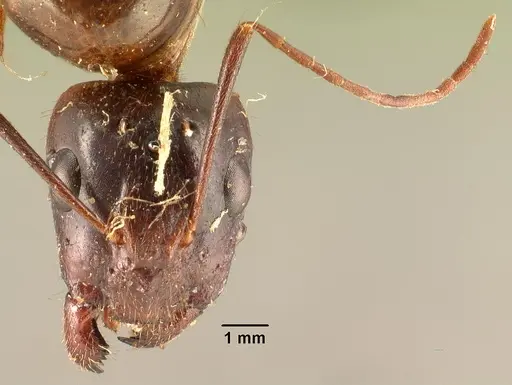 Camponotus hovahovoides - CASENT0101629