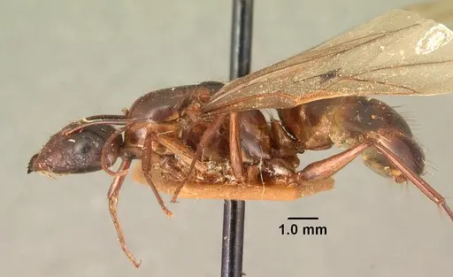 Camponotus hovahovoides - CASENT0101629
