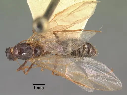 Camponotus hovahovoides - CASENT0101759