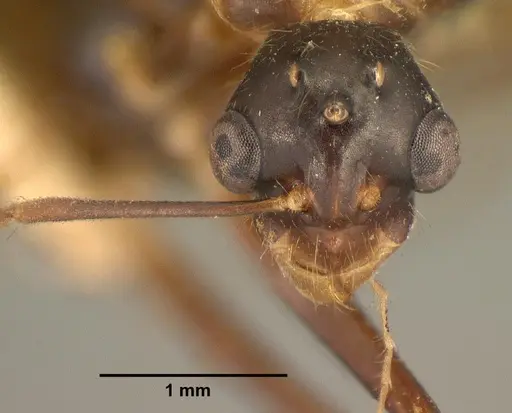 Camponotus hovahovoides - CASENT0101759