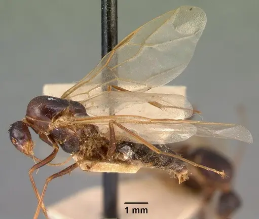 Camponotus hovahovoides - CASENT0101759
