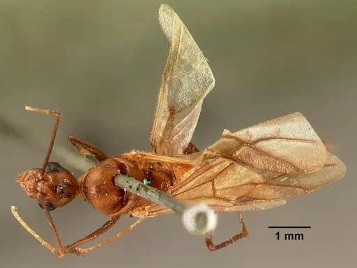 Camponotus hovahovoides - CASENT0101782