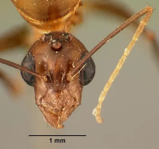 Camponotus hovahovoides - CASENT0101782