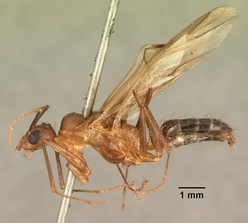 Camponotus hovahovoides - CASENT0101782
