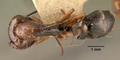 Camponotus hovahovoides - CASENT0101851