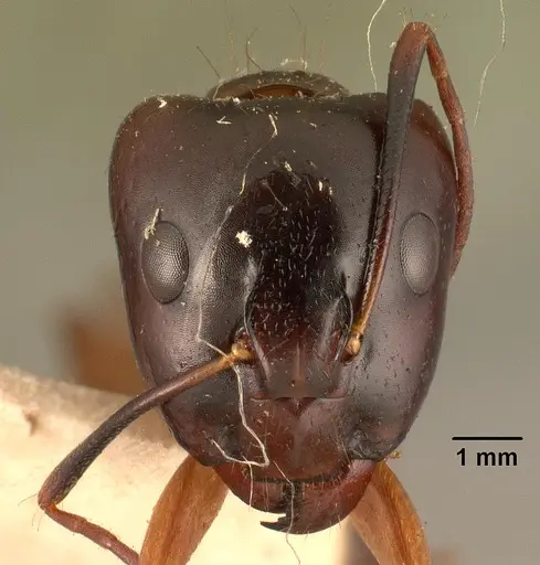 Camponotus hovahovoides - CASENT0101851