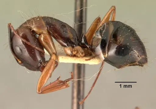 Camponotus hovahovoides - CASENT0101851