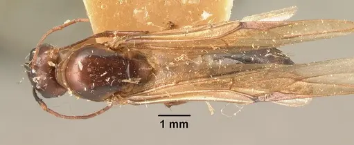 Camponotus hovahovoides - CASENT0101855