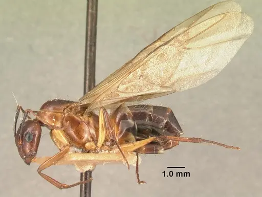 Camponotus hovahovoides - CASENT0101855