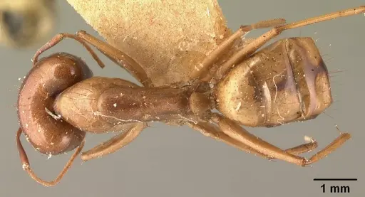 Camponotus hovahovoides - CASENT0101931