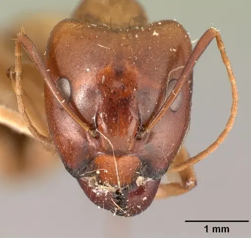 Camponotus hovahovoides - CASENT0101931