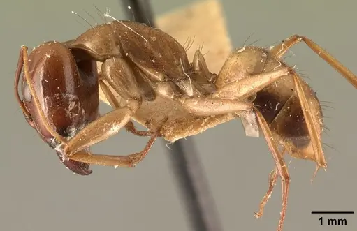 Camponotus hovahovoides - CASENT0101931