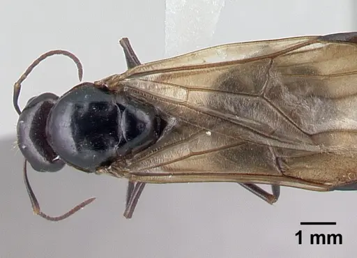 Camponotus hovahovoides - CASENT0226782