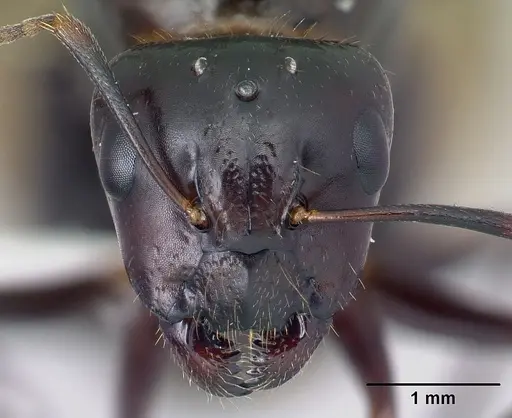 Camponotus hovahovoides - CASENT0226782