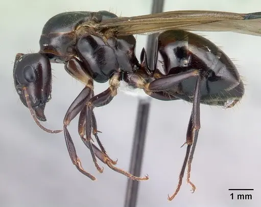 Camponotus hovahovoides - CASENT0226782