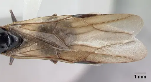 Camponotus hovahovoides - CASENT0226782