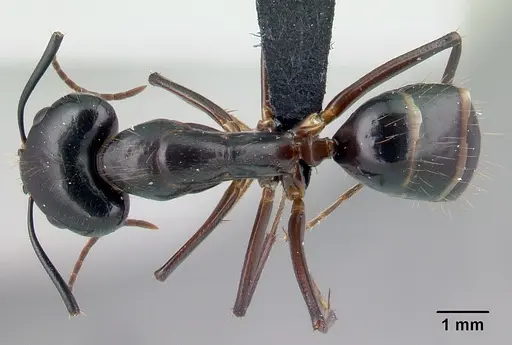 Camponotus hovahovoides - CASENT0487226