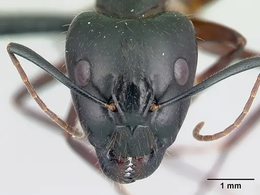 Camponotus hovahovoides - CASENT0487226