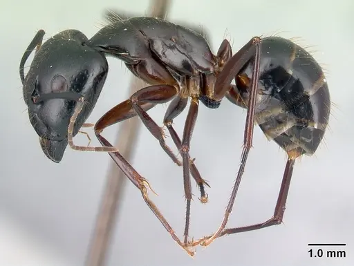 Camponotus hovahovoides - CASENT0487226