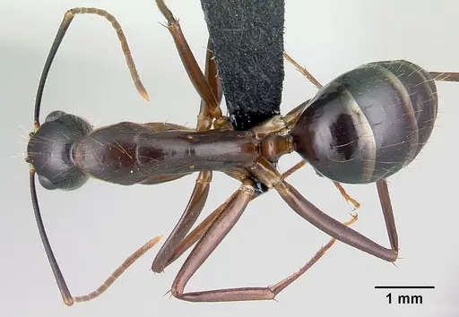 Camponotus hovahovoides - CASENT0487242