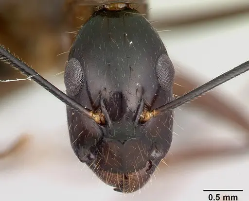 Camponotus hovahovoides - CASENT0487242