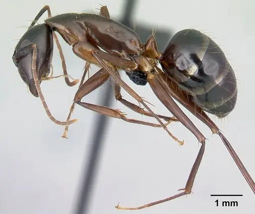 Camponotus hovahovoides - CASENT0487242