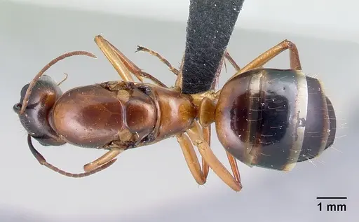 Camponotus hovahovoides - CASENT0491675