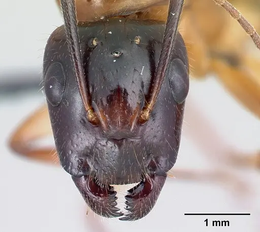 Camponotus hovahovoides - CASENT0491675