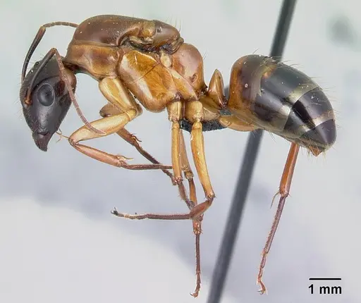 Camponotus hovahovoides - CASENT0491675