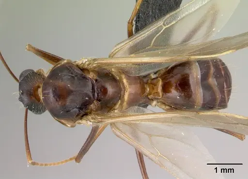 Camponotus hovahovoides - CASENT0493950