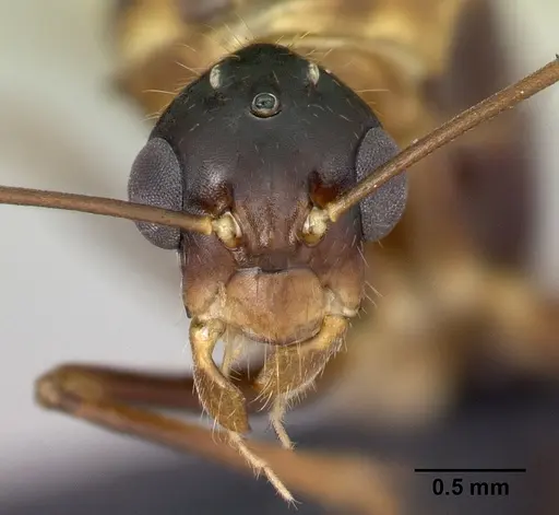 Camponotus hovahovoides - CASENT0493950