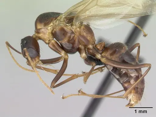 Camponotus hovahovoides - CASENT0493950