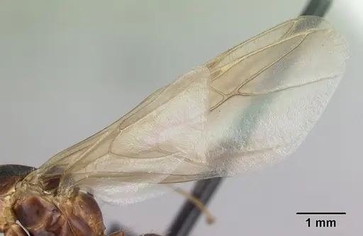 Camponotus hovahovoides - CASENT0493950