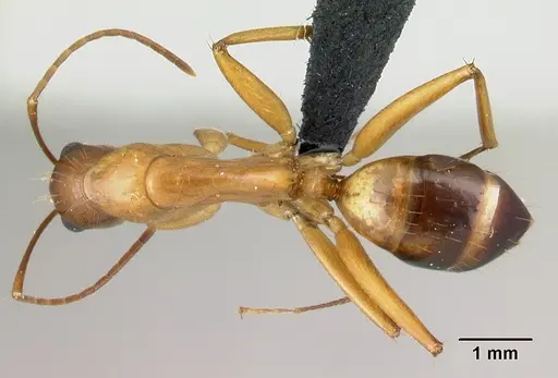 Camponotus hovahovoides - CASENT0496908